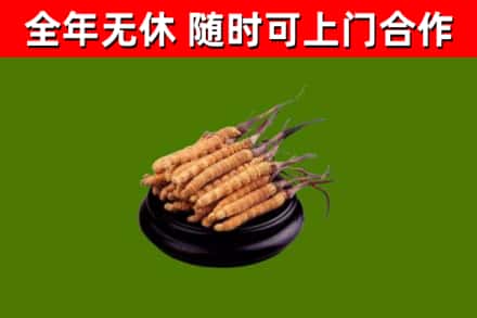 精河县回收冬虫夏草