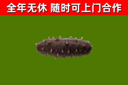 精河县回收海参干